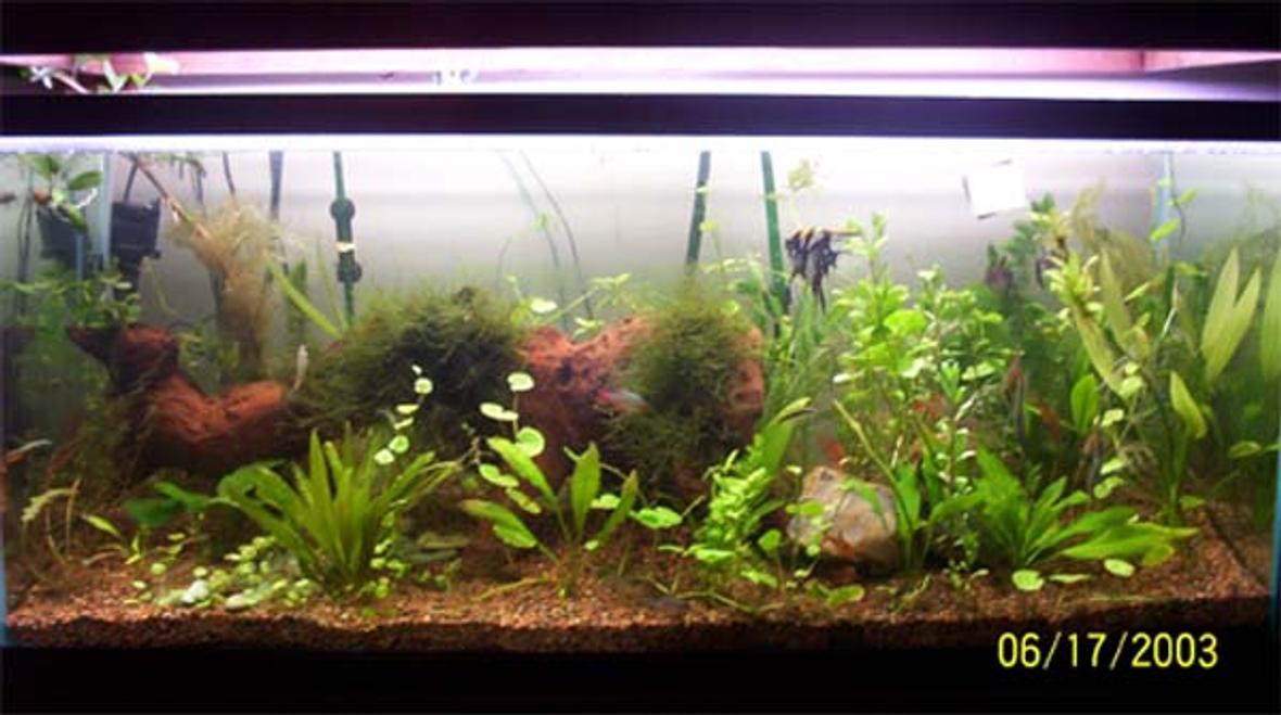 planted tank (mostly live plants and fish) - 75 FW Planted Tank. Eheim canister filter. Flourite substrate. 2- 4ft VHO bulbs.