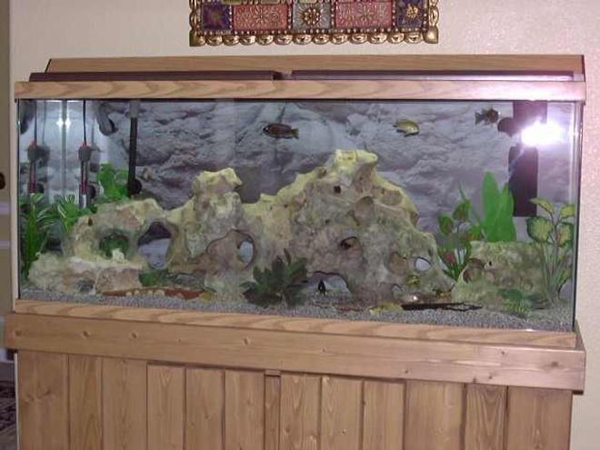 freshwater fish tank (mostly fish and non-living decorations) - African Cichlids