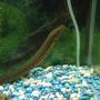 freshwater fish - erpetoichthys calabaricus - rope fish