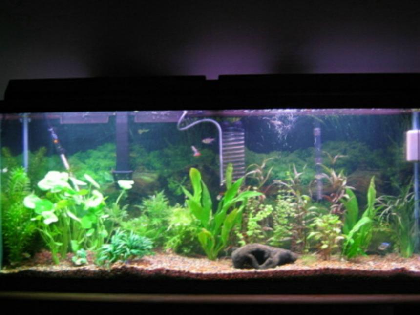 Rated #1526: Planted Tank
