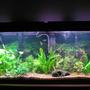 planted tank (mostly live plants and fish)