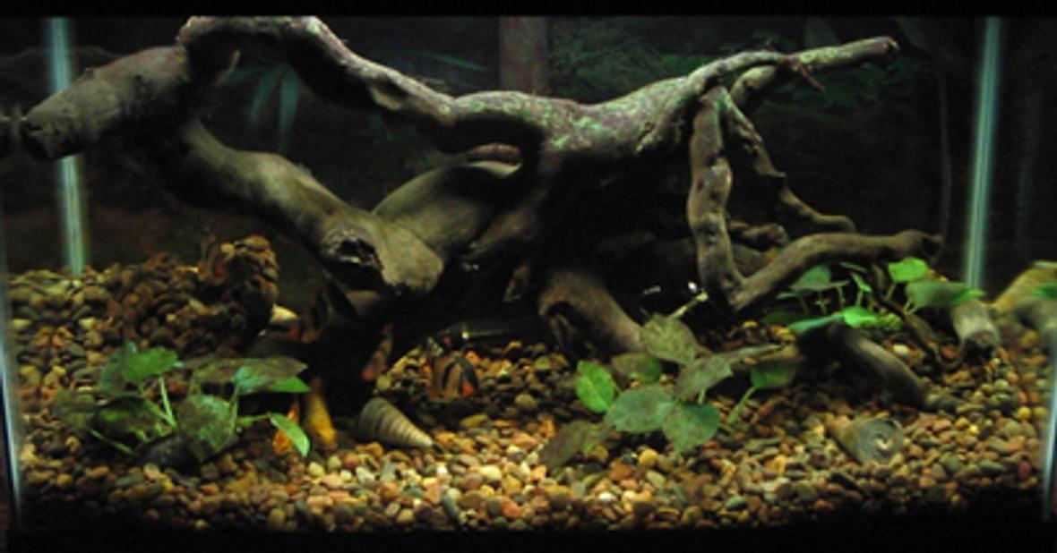 freshwater fish tank (mostly fish and non-living decorations)