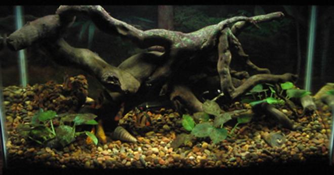 freshwater fish tank (mostly fish and non-living decorations)
