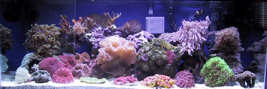 Rated #277: Reef Tank - My 20 gallon long saltwater tank.
