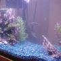 freshwater fish tank (mostly fish and non-living decorations)