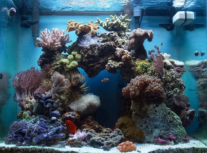 reef tank (mostly live coral and fish) - 37 Gallon Oceanic Show Cube, 2x65w PC lighting, SCWD closed loop w/mag 750, Remora HOB skimmer, Aquaclear 500 converted to Refugium. No sump.