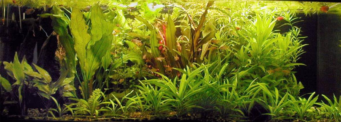 planted tank (mostly live plants and fish)