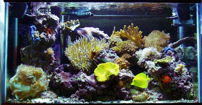 Rated #448: Reef Tank