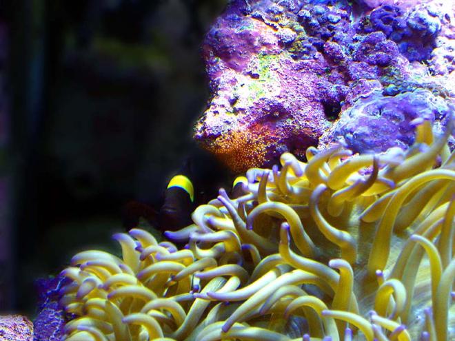 corals inverts - macrodactyla doreensis - long tentacle anemone