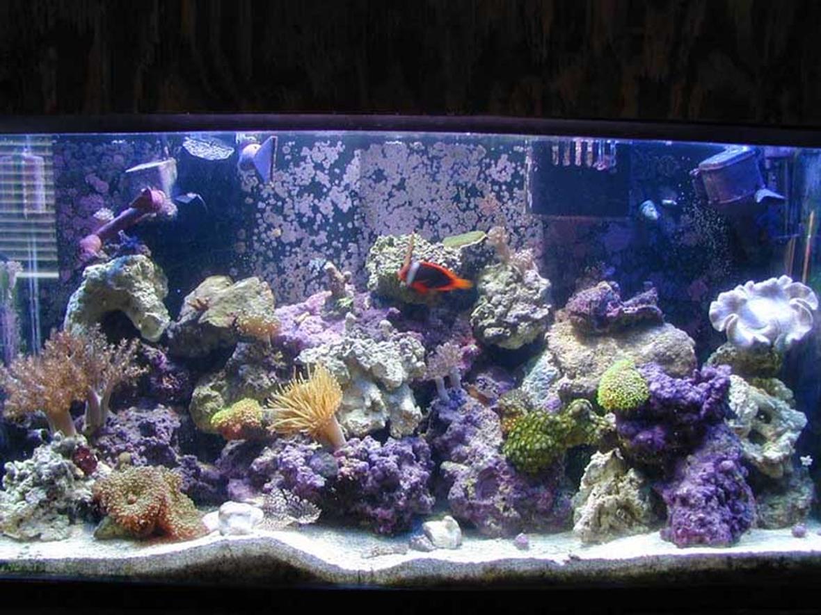 reef tank (mostly live coral and fish) - My 40 gal. tank and inhabitants. 175W MH + 4 X 55W PCs. Some SPS, softies and zoos.