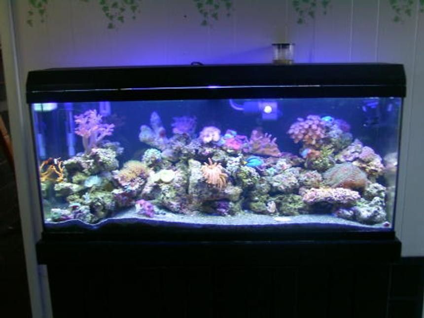 Rated #554: Reef Tank - 55 gal reef tank