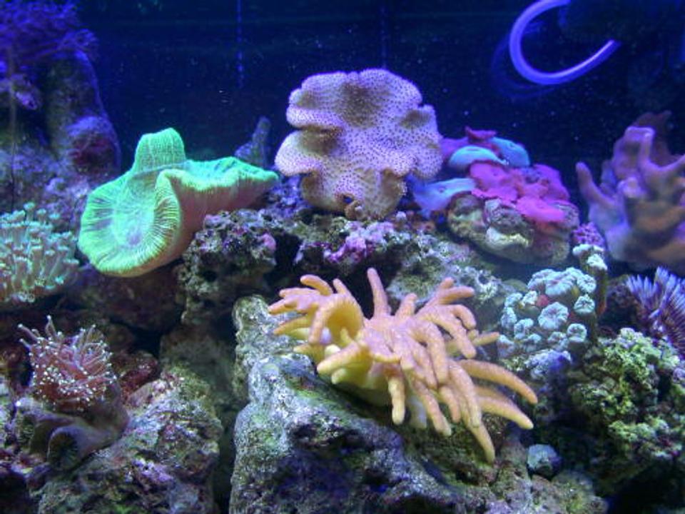 corals inverts - sarcophyton sp. - toadstool mushroom leather coral, brown - 55 gal reef tank