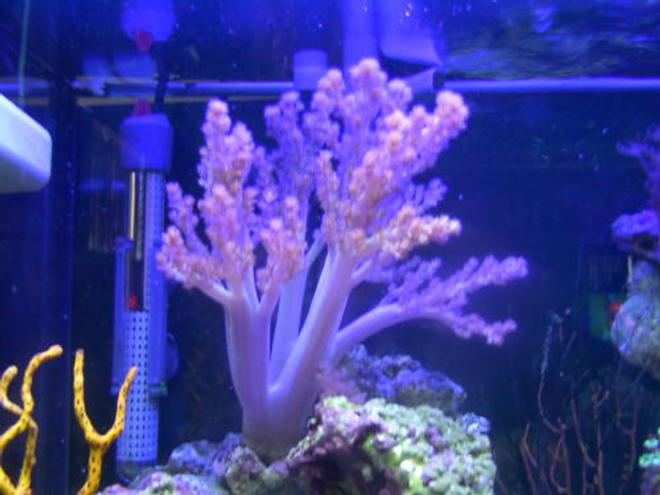 corals inverts - 55 gal reef tank