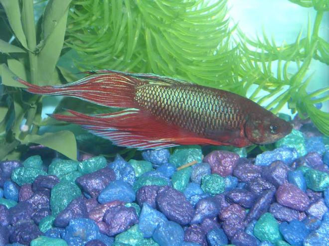 freshwater fish - betta splendens - betta - male