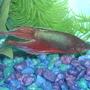 freshwater fish - betta splendens - betta - male