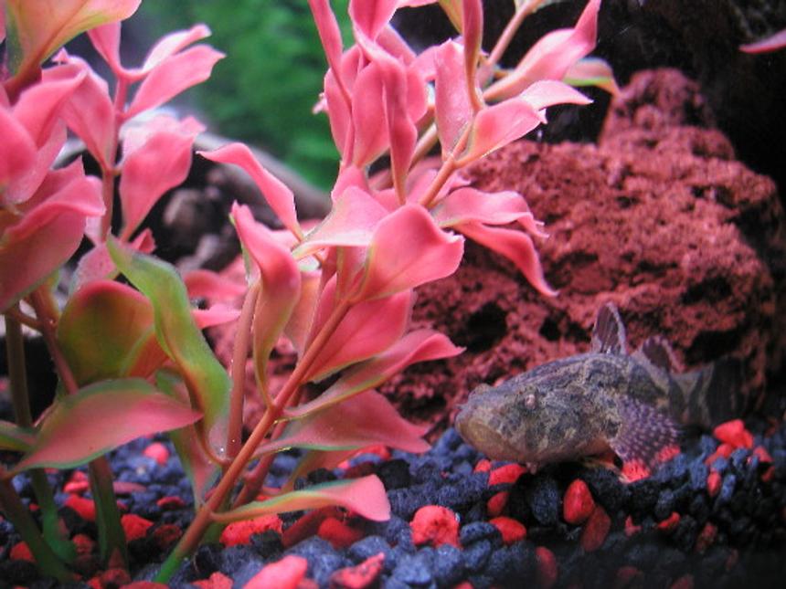 Rated #1745: Freshwater Fish - Neovespicula Depressifrons - Dusky Panther Goby - ...actually a brackish fish