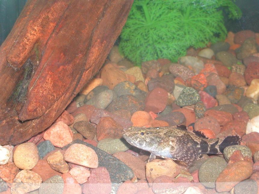 Rated #378: Corals Inverts - ...actually a brackish fish