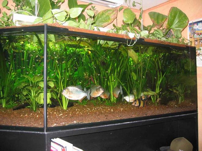 380 gallons planted tank (mostly live plants and fish) - A 400 gallons/1500 l (200*130cm)  tank with 10 Piranhas and other fish.