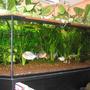 380 gallons planted tank (mostly live plants and fish) - A 400 gallons/1500 l (200*130cm) tank with 10 Piranhas and other fish.