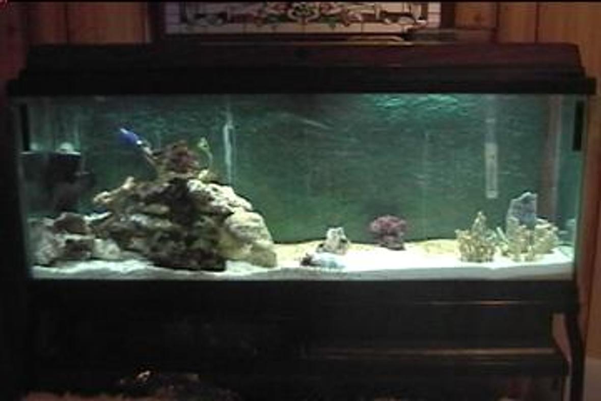 saltwater fish tank (mostly fish, little/no live coral) - i am new at saltwater tanks and any advice is appreciated. thanks.