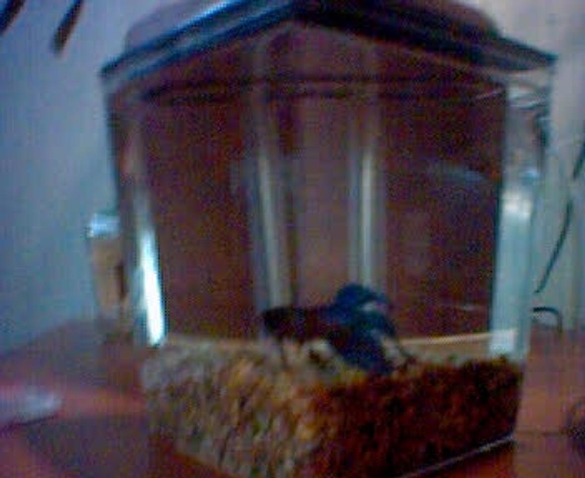 freshwater fish tank (mostly fish and non-living decorations) - Public Beta 2