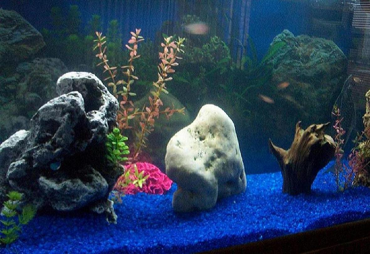 freshwater fish tank (mostly fish and non-living decorations)