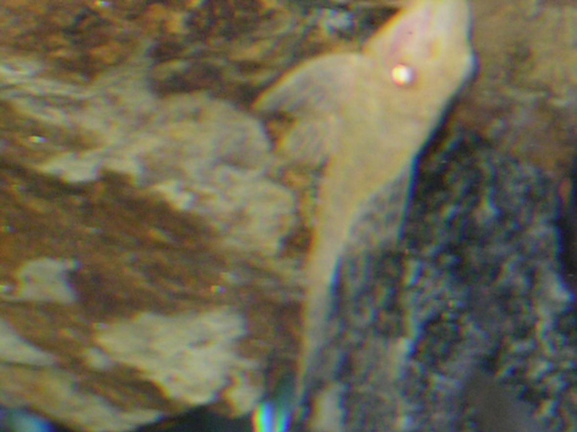 fish tank picture - WHERE DID IT GO?