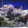 reef tank (mostly live coral and fish)