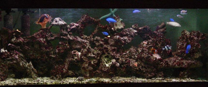 Rated #1226: Reef Tank - 100 Gal salt water tank.