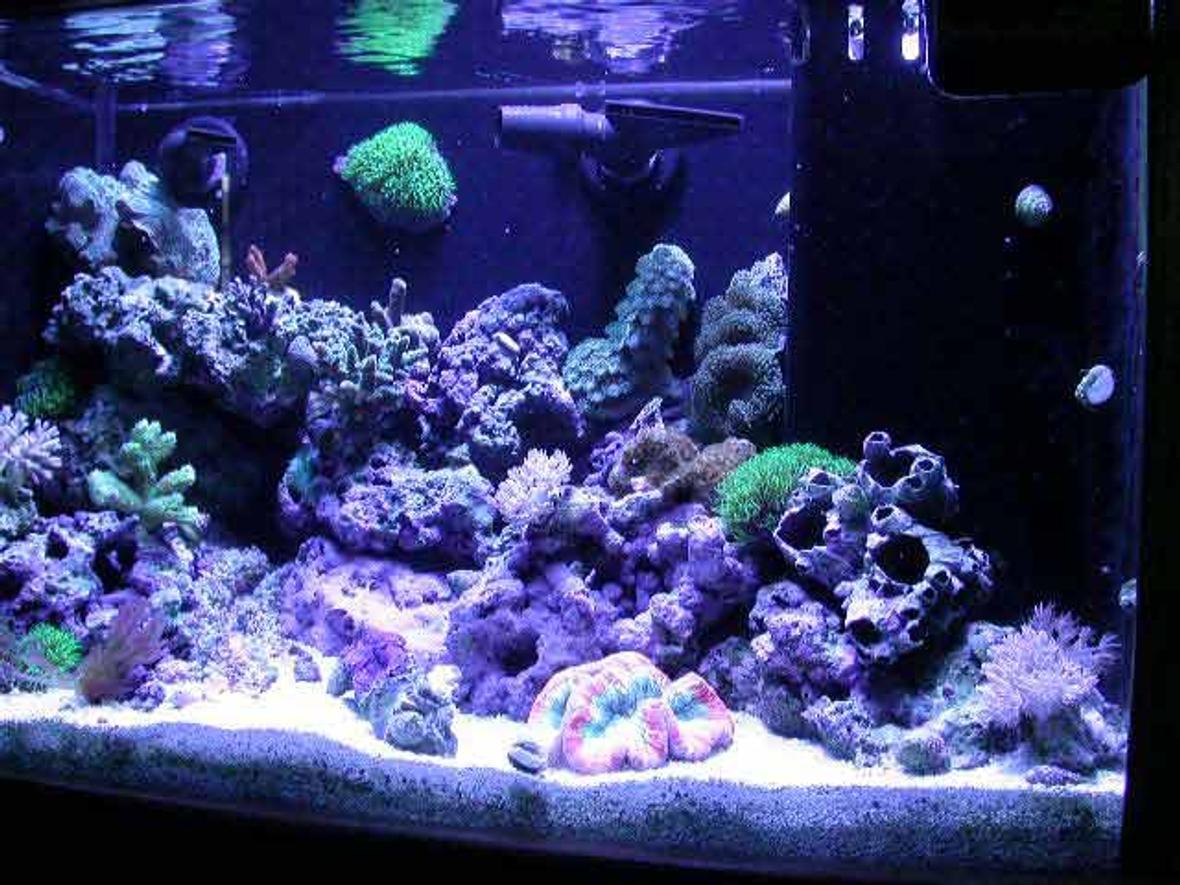 reef tank (mostly live coral and fish)