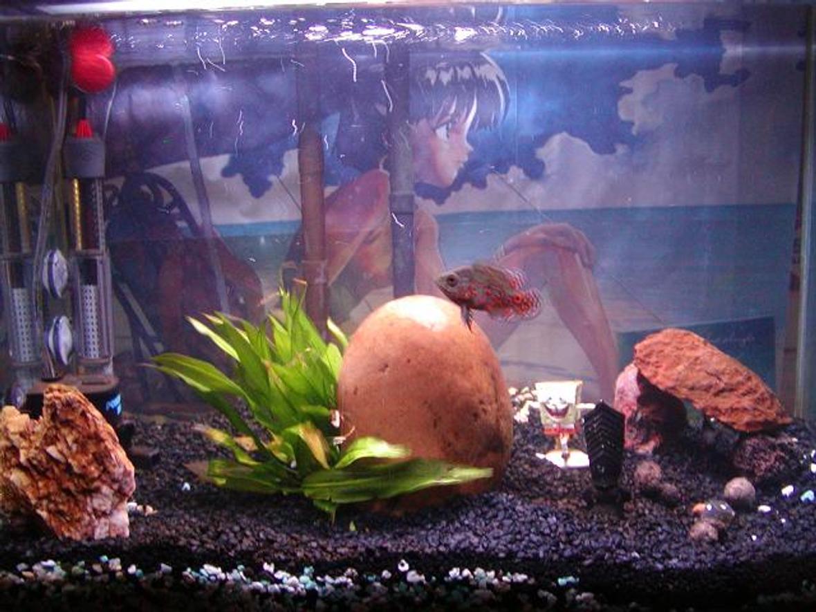 freshwater fish tank (mostly fish and non-living decorations) - 1 fresh water plant, 2 oscars, 2 layers of substrate, one hot ass background