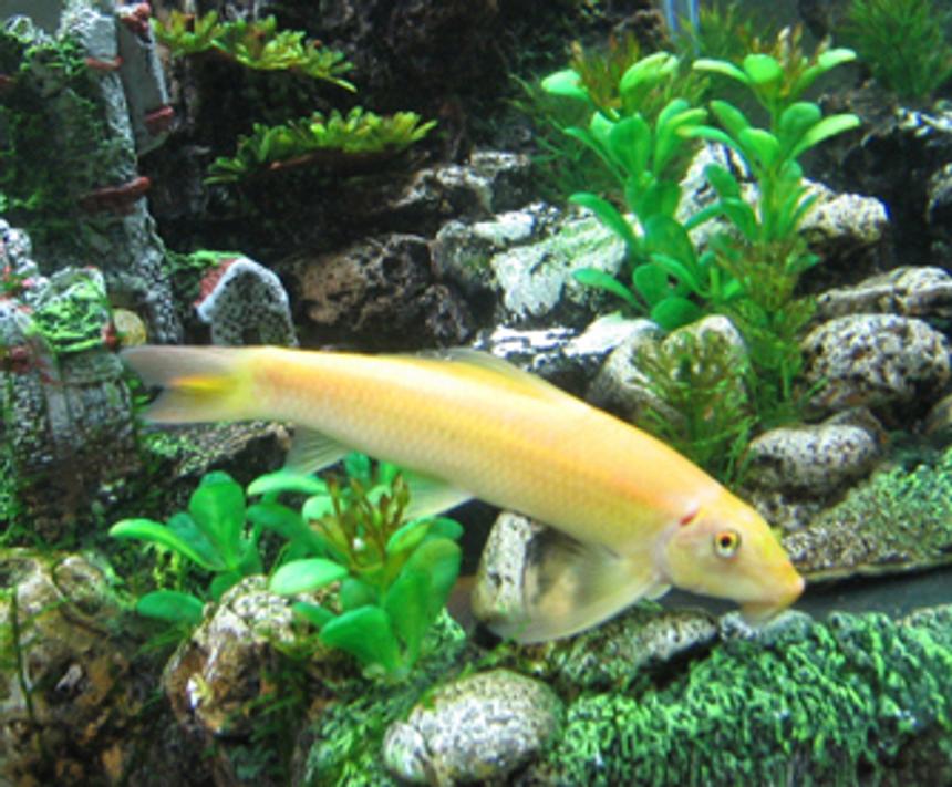 Rated #1651: Freshwater Fish - Gyrinocheilos Aymonieri - Gold Algae Eater - I have a 55 Gallon Freshwater Tank... I have 1 Neon Tetra (19 died), 3 Black Skirt Tetras, 3 Gold Algae Eaters, 1 Gold Snail, and 1 Blue Gourami... I'll be tossing in a Piranha soon... just kiddin!