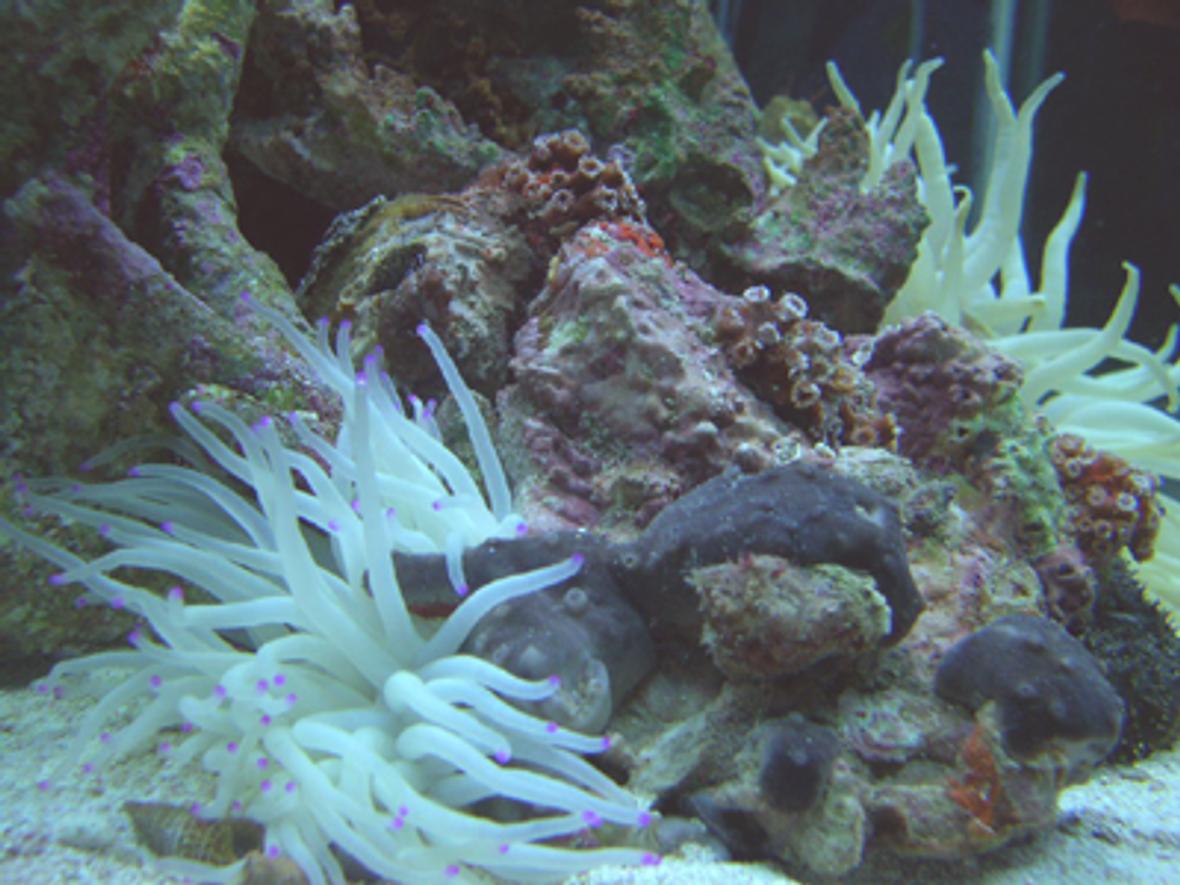 corals inverts - condylactis gigantea - condy anemone - I''ve been doing salt water tanks for about 15 years.. After a 5 year hiatus due to moving, I have started my new tank.. it's a 90 gallon hex with high output flouresent lighting, undergravel and wet/dry filtration., and protien skimmer.Currently the tank has Florida gulf aquacultured liverock, turbo snails, small hermit crabs, a small black sea cucumber, and 3 peppermint shrimp. I'm building the reef slowly to ensure it's stable and I intend to add a few small reef fish and corals as time goes by.