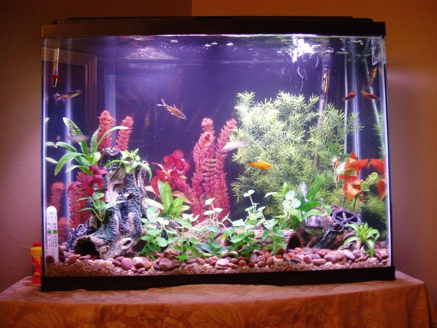 Rated #2876: Freshwater Fish Tank - 37 Gallon Tank. Inhabitants: Guppies, Platys, Swords and cats.