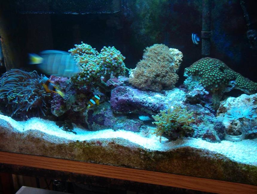 Rated #1104: Reef Tank - 29 gallon reef tank. 2-55 watt helios power compact, excalibur skimmer.