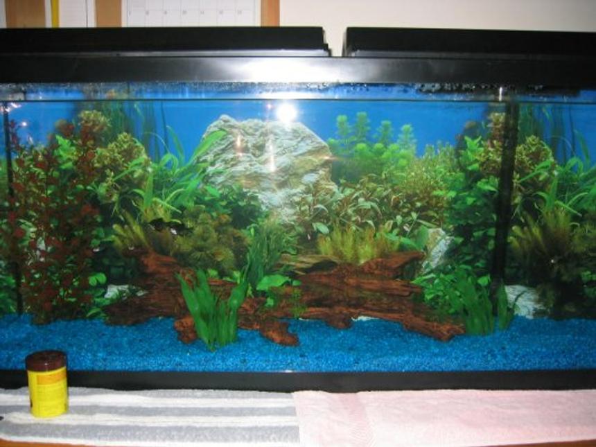Rated #3295: Freshwater Fish Tank