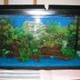 freshwater fish tank (mostly fish and non-living decorations)