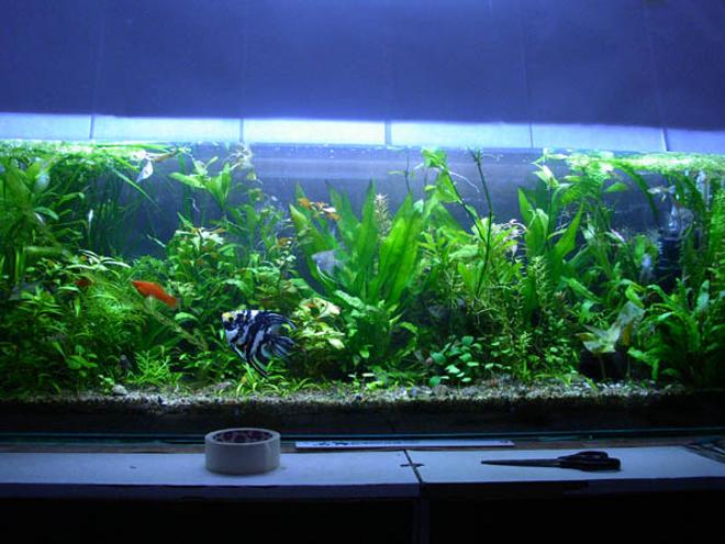 planted tank (mostly live plants and fish)