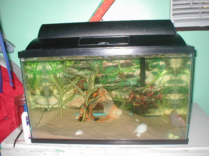 Rated #4225: Freshwater Fish Tank