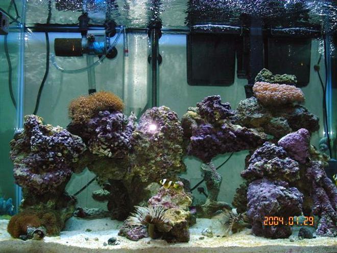 reef tank (mostly live coral and fish) - 65 gallon tank with shrimp: banded, fire, skunk, 2 soft coral, 1 hard coral, 60lbs live rock 3" sand bed, 5 snails, 10-12 crabs, brittle star, scallop, 3 feather dusters, purple tipped anenome, 2 cucumbers, flame angel, purple firefish, 2 clark clowns, 1 bi-color blenny, 1 purple starfish.