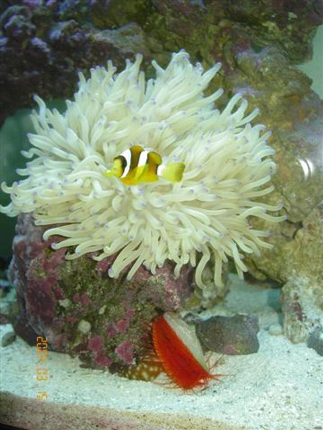 corals inverts - condylactis gigantea - condy anemone - 65 gallon tank with shrimp: banded, fire, skunk, 2 soft coral, 1 hard coral, 60lbs live rock 3" sand bed, 5 snails, 10-12 crabs, brittle star, scallop, 3 feather dusters, purple tipped anenome, 2 cucumbers, flame angel, purple firefish, 2 clark clowns, 1 bi-color blenny, 1 purple starfish.