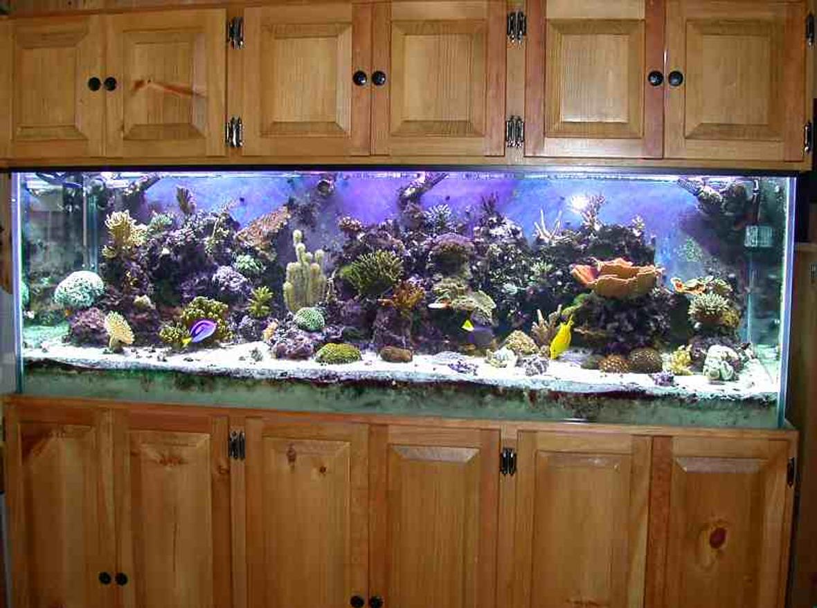 reef tank (mostly live coral and fish) - 180g sps dominated reef. 100g sump, 70g 'fuge, 40g inline prop tank (sump, 'fuge, and prop tank are all in the basement below the tank).