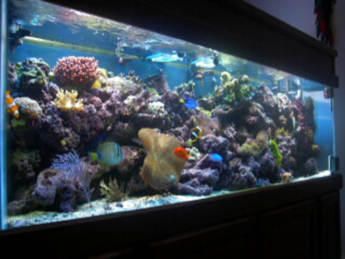reef tank (mostly live coral and fish) - 125 gallon All Glass Aquarium with matching light oak stand and canopy 3 175 watt Metal Halide 10,000K (UH1-5) Ushio bulbs Metal Halide Assembly- (2) 1 single, 1 double single-(PC) 1 175 watt ballast assmebly: 1.8amp; 1 lamp 216 watt double-(PC) 2 175 watt ballast assembly 120 volt; 1.8amp; 1 lamp; 216watt 2 Power Compact CustomSeaLife Bulbs- (2) 96 watt ultra actinic; twin tube; 10Q base(4 pin); 34overall length; 32.5 bulb only Power Compact Ballast- CustomSeaLife; 2 lamp; 96 watt ballast asembley; 1.45amp; 175 watt; 120 volt Input Pump (Skimmer)- SEN-700GA; 115V/60Hz; 700 gal/h; 13 feet head Output Pump (Return)- CustomSeaLife Velocity T3, model #77830; 800gal/hr, 3 foot head Chiller/UV Pump- Eheim #1048; 158 gal/h; 120v/60Hz Skimmer- E.T.S.S. Evolution 600 UV Sterilizer- Aqua Ultraviolet 25 watt w/ wiper Chiller- ViaAqua model#CC-25; 120volt; 2amp; 1/4 hp Heaters- (2) 300 watt AquaVia titanium heaters Powerheads- (2) powerhead 201 (1) powerhead 802 (1) powerhead 301 Moonlights- Live Rock- 260lbs various types: Caribbean, Tonga, Fiji. Fish: Red Sea Sailfin Tang Pacific Blue Tang Big Longnose Butterflyfish Bicolor Goatfish Flame Angelfish Clark Anemonefish False Percula Anemonefish (2) Maroon Anemonefish Ocellaris Anemonefish (2) Blue Damselfish Yellowtail Blue Damselfish (2) Fire Goby Invertebrates: Brittle Star Turbo Snails Giant Feather Duster Red Legged Hermit Crabs Blue Legged Hermit Crabs Peppermint Shrimp Scarlet Cleaner Shrimp (2) Sand Sifting Star (3) Ricordea Florida Ricordea Yuma Rhodactis cf. mussoides Discosoma carlgreni Mushroom Anemone (red variation) Long Tentacle Anemone Coral: Branching Flowerpot Coral Finger Coral Acropora (birdnest) Hammer Coral Open Brain Coral Trumpet Coral Feather Gorgonian Toadstool Coral Finger Leather Hydnophora pilosa Pipe Organ