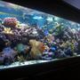reef tank (mostly live coral and fish) - 125 gallon All Glass Aquarium with matching light oak stand and canopy 3 175 watt Metal Halide 10,000K (UH1-5) Ushio bulbs Metal Halide Assembly- (2) 1 single, 1 double single-(PC) 1 175 watt ballast assmebly: 1.8amp; 1 lamp 216 watt double-(PC) 2 175 watt ballast assembly 120 volt; 1.8amp; 1 lamp; 216watt 2 Power Compact CustomSeaLife Bulbs- (2) 96 watt ultra actinic; twin tube; 10Q base(4 pin); 34overall length; 32.5 bulb only Power Compact Ballast- CustomSeaLife; 2 lamp; 96 watt ballast asembley; 1.45amp; 175 watt; 120 volt Input Pump (Skimmer)- SEN-700GA; 115V/60Hz; 700 gal/h; 13 feet head Output Pump (Return)- CustomSeaLife Velocity T3, model #77830; 800gal/hr, 3 foot head Chiller/UV Pump- Eheim #1048; 158 gal/h; 120v/60Hz Skimmer- E.T.S.S. Evolution 600 UV Sterilizer- Aqua Ultraviolet 25 watt w/ wiper Chiller- ViaAqua model#CC-25; 120volt; 2amp; 1/4 hp Heaters- (2) 300 watt AquaVia titanium heaters Powerheads- (2) powerhead 201 (1) powerhead 802 (1) powerhead 301 Moonlights- Live Rock- 260lbs various types: Caribbean, Tonga, Fiji. Fish: Red Sea Sailfin Tang Pacific Blue Tang Big Longnose Butterflyfish Bicolor Goatfish Flame Angelfish Clark Anemonefish False Percula Anemonefish (2) Maroon Anemonefish Ocellaris Anemonefish (2) Blue Damselfish Yellowtail Blue Damselfish (2) Fire Goby Invertebrates: Brittle Star Turbo Snails Giant Feather Duster Red Legged Hermit Crabs Blue Legged Hermit Crabs Peppermint Shrimp Scarlet Cleaner Shrimp (2) Sand Sifting Star (3) Ricordea Florida Ricordea Yuma Rhodactis cf. mussoides Discosoma carlgreni Mushroom Anemone (red variation) Long Tentacle Anemone Coral: Branching Flowerpot Coral Finger Coral Acropora (birdnest) Hammer Coral Open Brain Coral Trumpet Coral Feather Gorgonian Toadstool Coral Finger Leather Hydnophora pilosa Pipe Organ