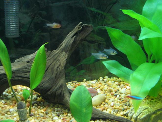 freshwater fish tank (mostly fish and non-living decorations) - My 29 gallon tank. Very simple and easy maintenance. Large fake swordplants and lowlight anubias. Right now, I have 5 black phantom tetras and 1 neon tetra (had some more, but they succumbed to neon tetra disease). More fish coming soon.