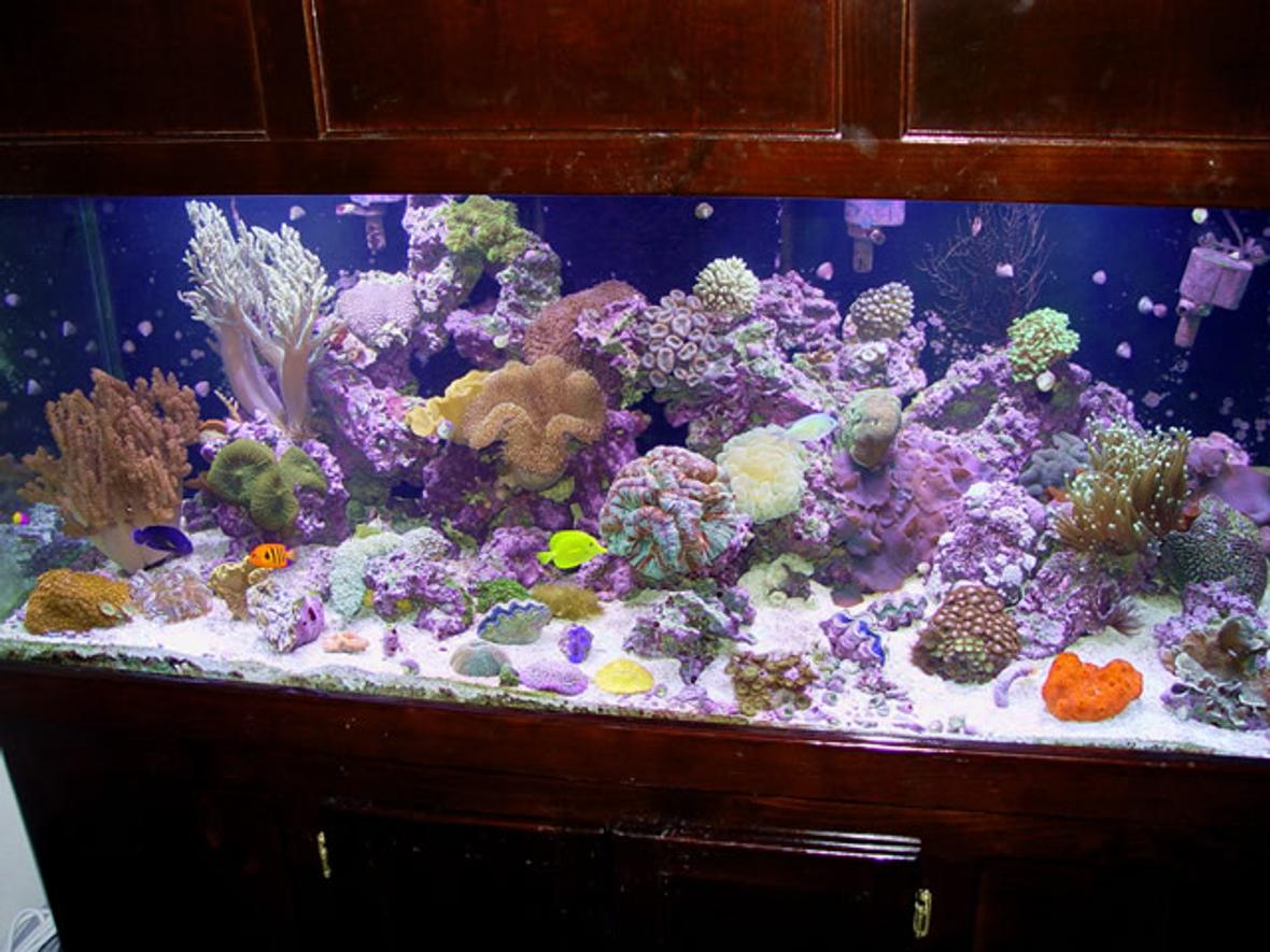 reef tank (mostly live coral and fish) - 150g reef tank
