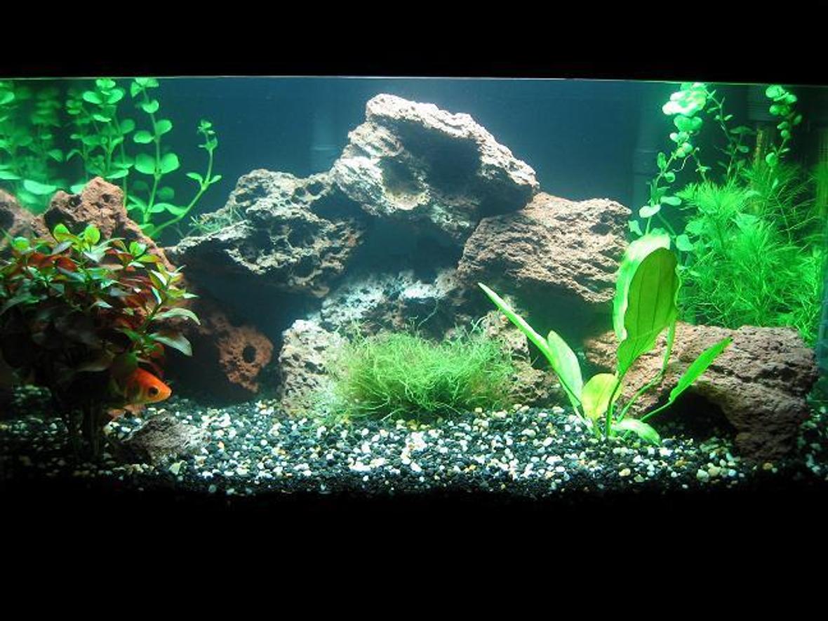 planted tank (mostly live plants and fish) - TANK SPECS: 10 Gallon Tank 2 Whisper Power 10s on low 1 Tronic 100 watt heater 20lbs of Eco complete mixed with 10lbs Natural gravel 36 Watt JKS cp lighting Hagen Natural Plant System CO2 (Getting it tomorrow) PLANT SPECS: 1 Melon Sword (In the middle back) 2 Bunches of Hydrocotyle leucocephala (back left and right corner) 2 Bunches of Ludwigia repens (bunched on the left front) 1 Bunch of Cabomba caroliniana (front right) PARAMETERS: Ph- 6.8 Nitrate- 10 Nitrite- 0 Total Hardness- 50 Soon To Add Fish: 6 Rasboras 3 Otos 2 Amano Shrimp