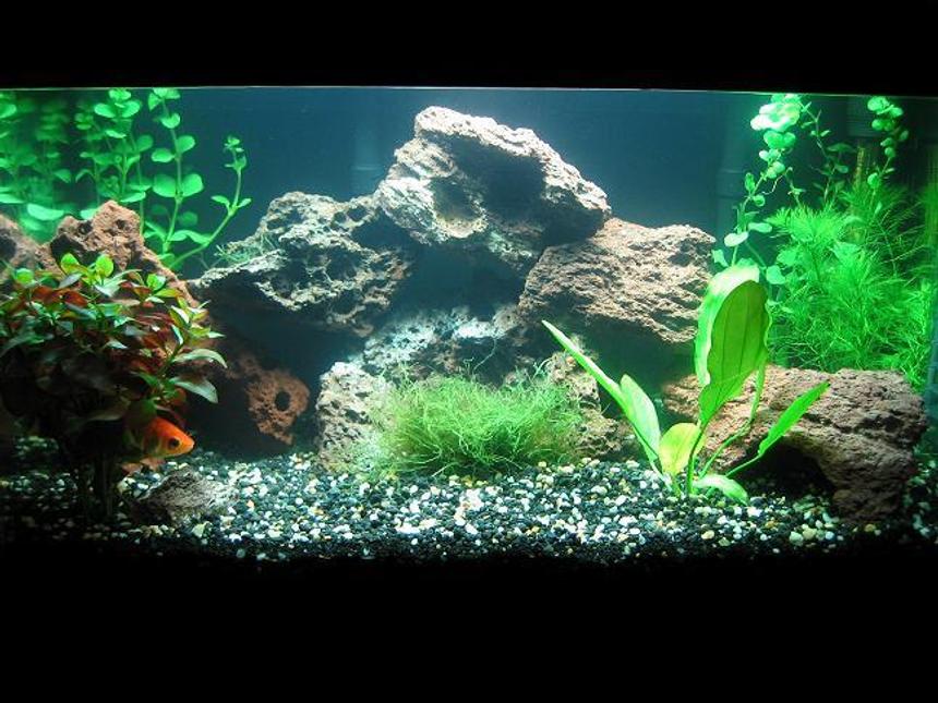 Rated #1316: Planted Tank - TANK SPECS: 
10 Gallon Tank 
2 Whisper Power 10s on low 
1 Tronic 100 watt heater 
20lbs of Eco complete mixed with 10lbs Natural gravel 
36 Watt JKS cp lighting 
Hagen Natural Plant System CO2 (Getting it tomorrow) 

PLANT SPECS: 
1 Melon Sword (In the middle back) 
2 Bunches of Hydrocotyle leucocephala (back left and right corner) 
2 Bunches of Ludwigia repens (bunched on the left front) 
1 Bunch of Cabomba caroliniana (front right)

PARAMETERS: 
Ph- 6.8 
Nitrate- 10 
Nitrite- 0 
Total Hardness- 50 

Soon To Add Fish:
6 Rasboras
3 Otos
2 Amano Shrimp