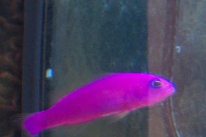 saltwater fish - pseudochromis porphyreus - purple pseudochromis