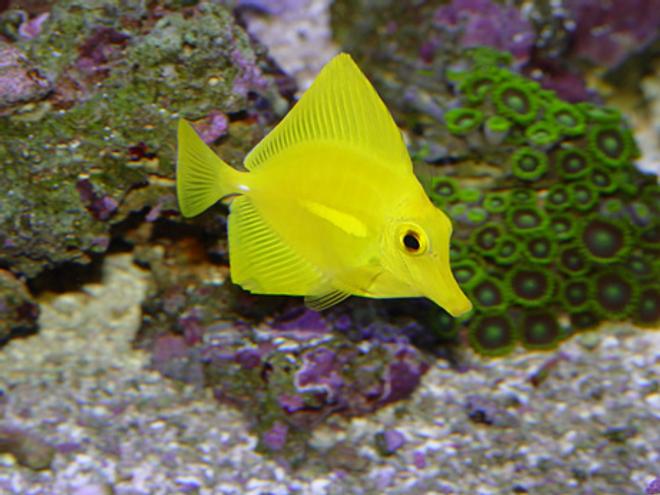 saltwater fish - zebrasoma flavescens - yellow tang - hawaii